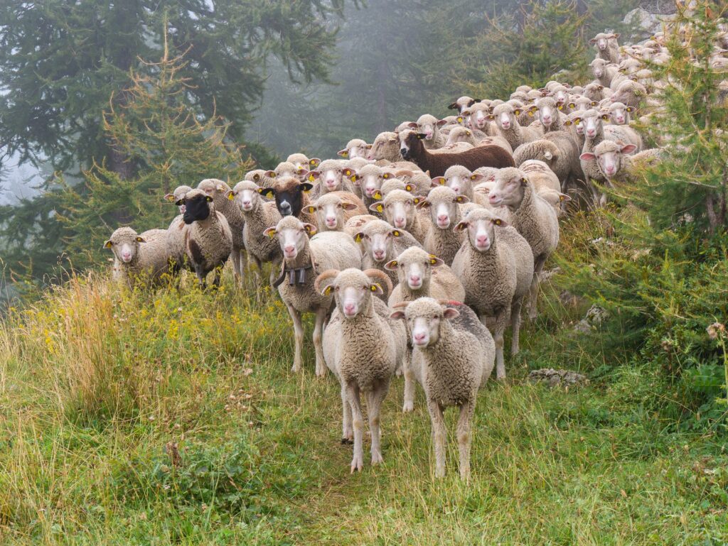 sheep_flock